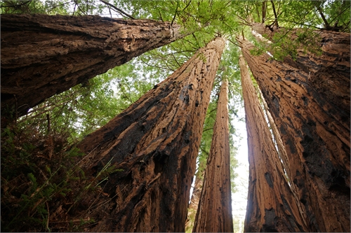 Earth Day
