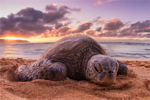World Turtle Day 