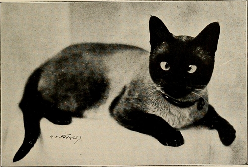 Animal Magnetism