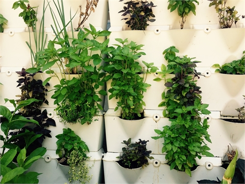 Herbal Impact
