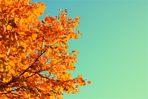 Awaiting Autumn