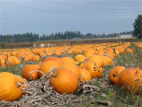 Pumpkins Sweet & Savory