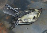 Parus major by Gerard Stout