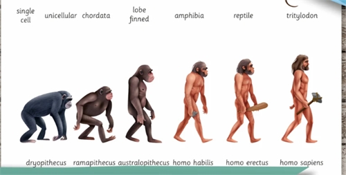 The Modern Apostle and the Evolution of ... by Shields, Brian